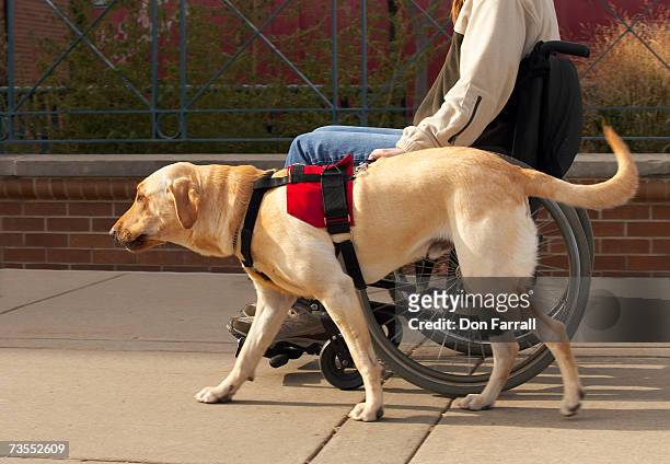 woman on wheelchair with yellow labrador, side view - working animals ストックフォトと画像