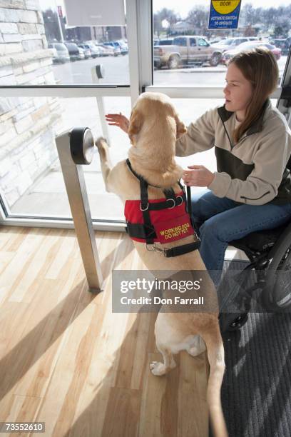 woman on wheelchair with yellow labrador, elevated view - guide dog stock pictures, royalty-free photos & images