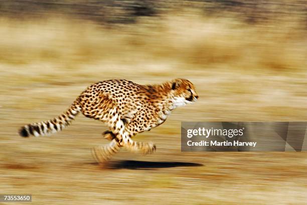 front view of a female cheetah (acinonyx jubatus) running - chasing tail stock pictures, royalty-free photos & images