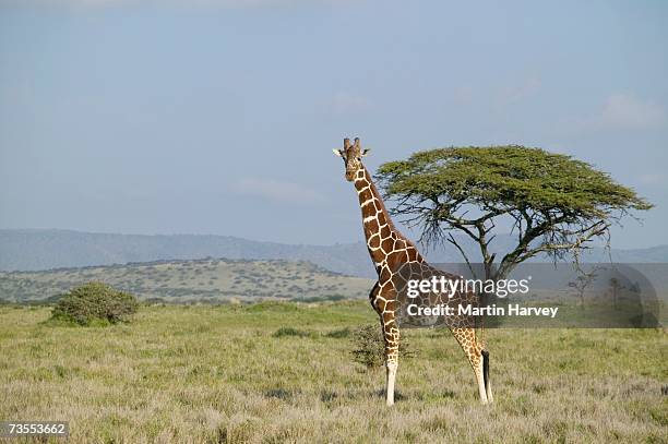 lone reticulated giraffe (girafffa camelopardalis reticulata) - side view - vachellia tortilis stockfoto's en -beelden