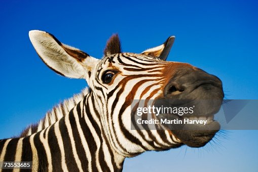 Zebra (Equus burchelli) Smiling at Camera Zebra (Equus burchelli) Smiling at Camera