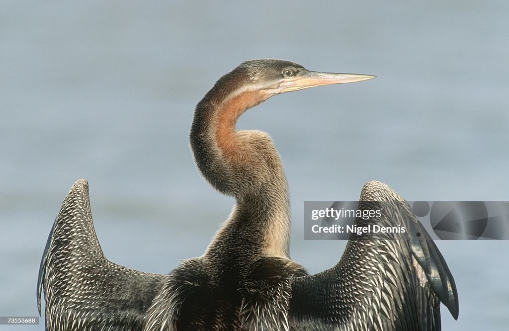 African Darter (Anhinga rufa) Drying its Wings