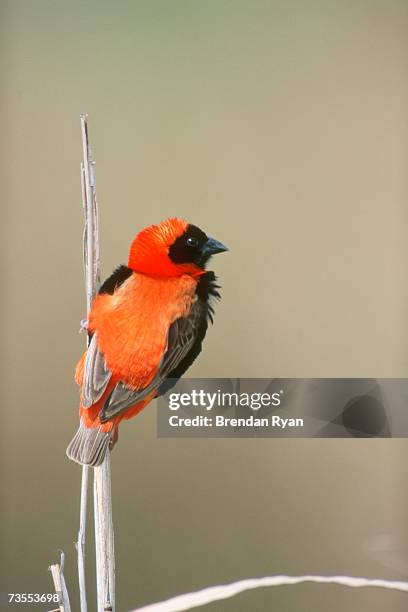 southern red bishop (euplectes orix) sitting on a stalk - euplectes orix stock pictures, royalty-free photos & images
