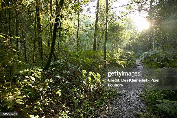 sunlight shining through a knysna forest - knysna stock-fotos und bilder