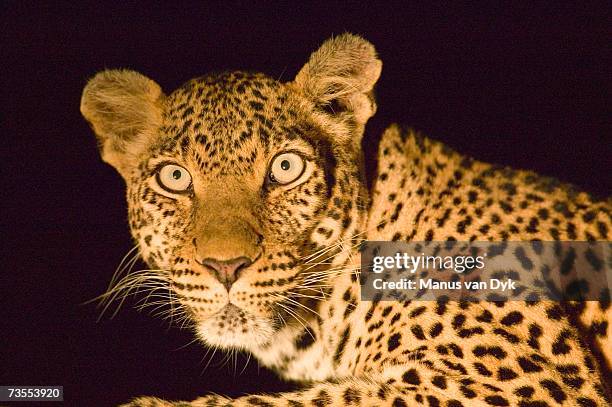 close-up of leopard (panthera pardus) looking at camera, night shot - grote-vijf-wilde-dieren stockfoto's en -beelden