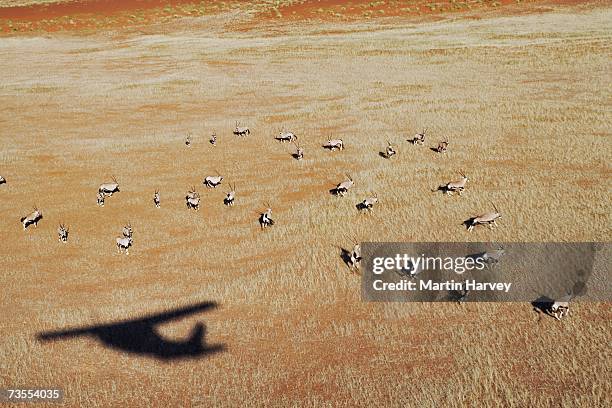 aerial view of gemsbok (oryx gazella) - namibia airplane stock-fotos und bilder