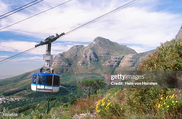 cable car ascending table mountain - yellow flowers in foreground - cape town cable car stock pictures, royalty-free photos & images