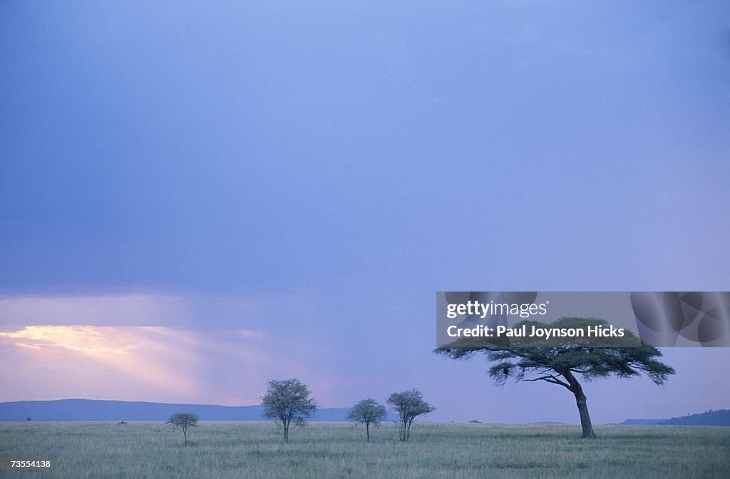 Umbrella Thorn Acacia During a Storm on the Plains