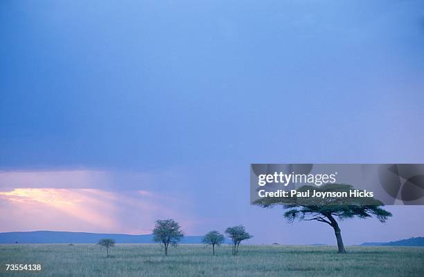 umbrella thorn acacia during a storm on the plains - vachellia tortilis stockfoto's en -beelden