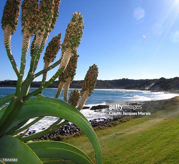 view past an aloe on gonubie beachfront - east london south africa stock pictures, royalty-free photos & images