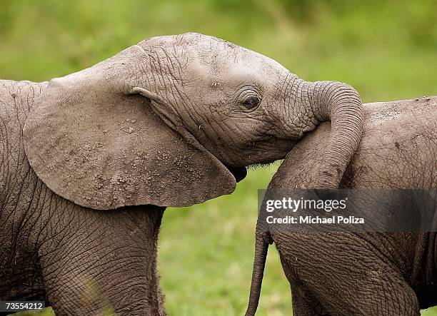 482 Elephant Hair Photos and Premium High Res Pictures - Getty Images 482 Elephant Hair Photos and Premium High Res Pictures - Getty Images