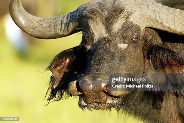 red-billed oxpecker (buphagus erythrorhynchus) pair cleaning the nostrils of a buffalo (syncerus caffer) - picoteador de pico rojo fotografías e imágenes de stock