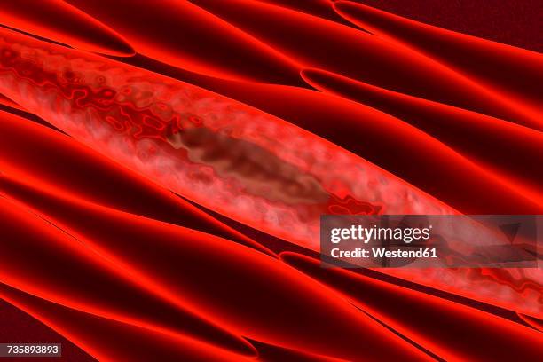 non-striated myocytes, non-skeletal, smooth muscle cells building muscle tissue, 3d rendering - muskelfaser stock-grafiken, -clipart, -cartoons und -symbole