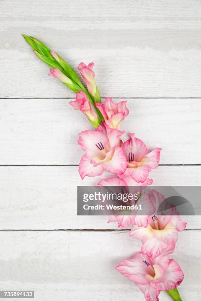 pink gladiolus - gladiolus stock pictures, royalty-free photos & images