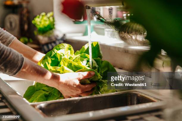 washing lettuce in kitchen - frische stock-fotos und bilder