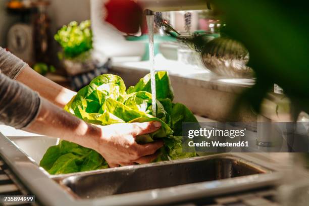 washing lettuce in kitchen - alface-de-folha-vermelha - fotografias e filmes do acervo