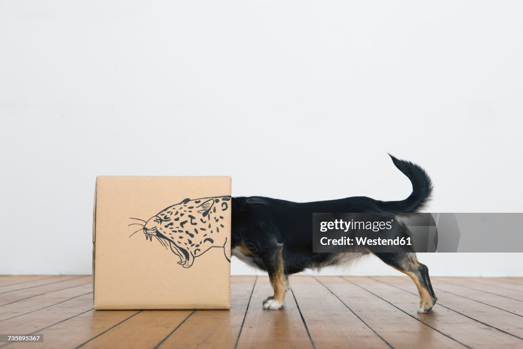 Roaring dog inside a cardboard box painted with a leopard