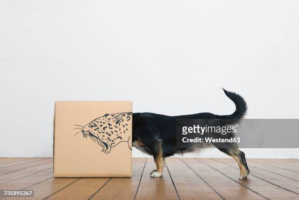 Roaring dog inside a cardboard box painted with a leopard