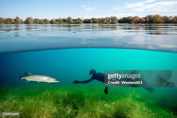 diver and northern pike in a lake - pike stock pictures, royalty-free photos & images