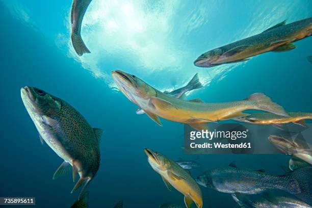 austria, styria, chars and rainbow trouts in lake grueblsee - swimming fish stock pictures, royalty-free photos & images