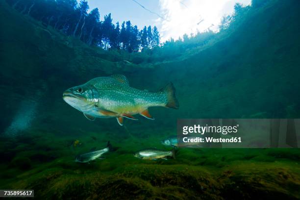 austria, styria, char and rainbow trouts in lake grueblsee - arctic char stock-fotos und bilder