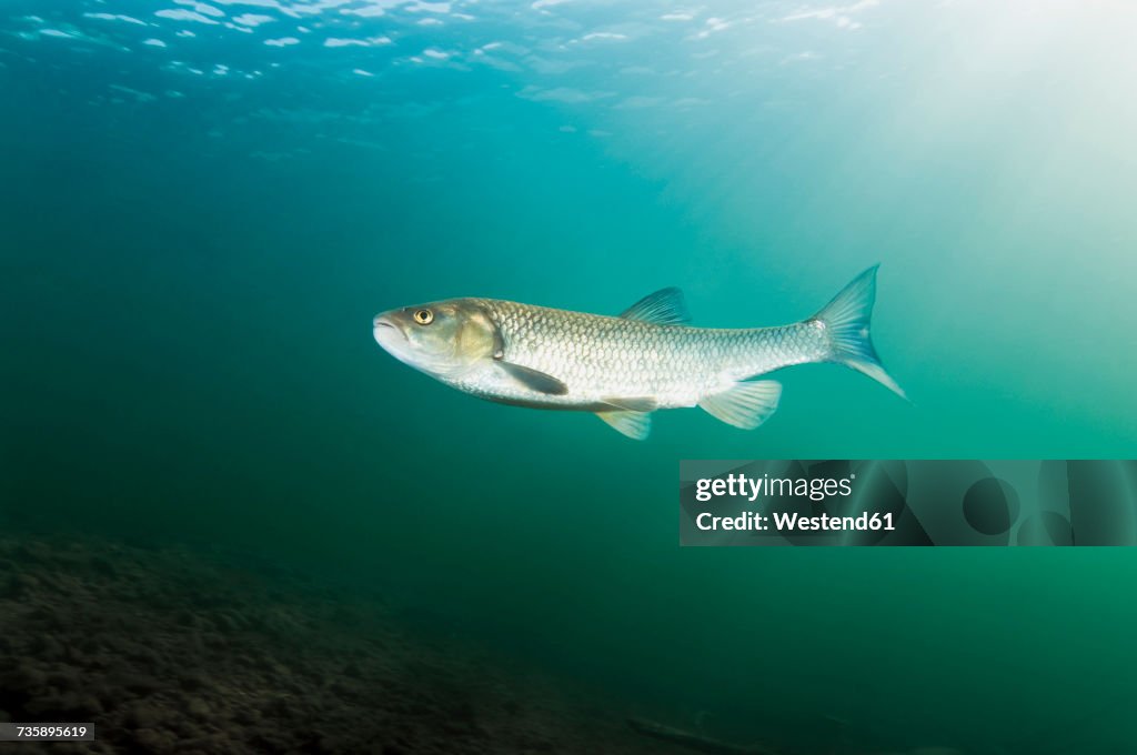 Austria, Styria, chub in Lake Grundlsee