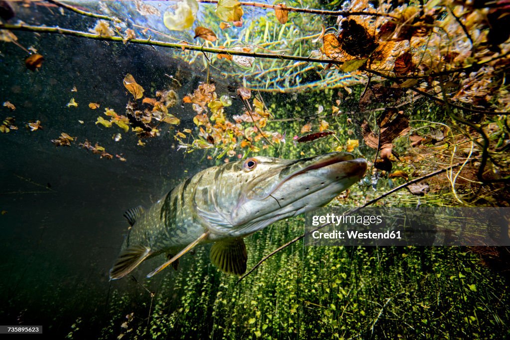 Germany, Bavaria, northern pike in Echinger Weiher