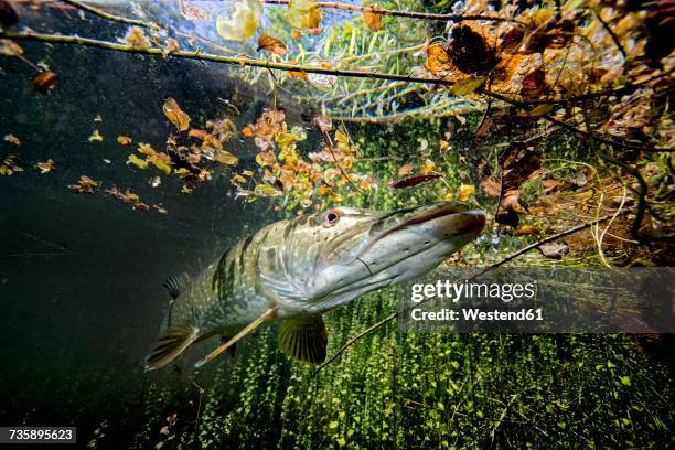 germany, bavaria, northern pike in echinger weiher - pike stock pictures, royalty-free photos & images