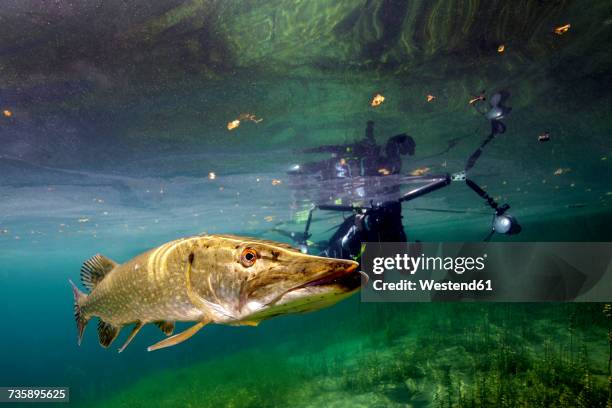 germany, bavaria, diver and northern pike in echinger weiher - lucio fotografías e imágenes de stock