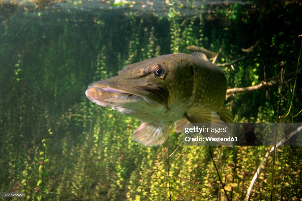 Germany, Bavaria, northern pike in Echinger Weiher