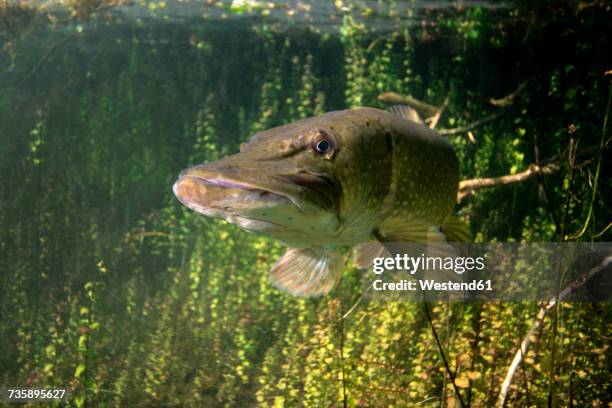 germany, bavaria, northern pike in echinger weiher - northern pike ストックフォトと画像