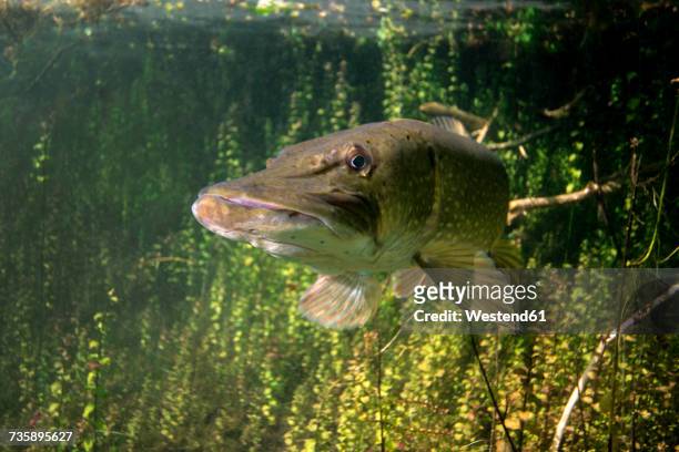 germany, bavaria, northern pike in echinger weiher - northern pike stock pictures, royalty-free photos & images