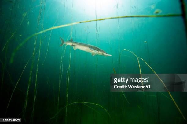 germany, bavaria, sterlet in haussee - sturgeon stock pictures, royalty-free photos & images
