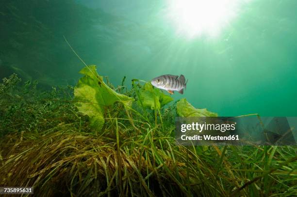 austria, upper austria, european perch in attersee - attersee stock pictures, royalty-free photos & images