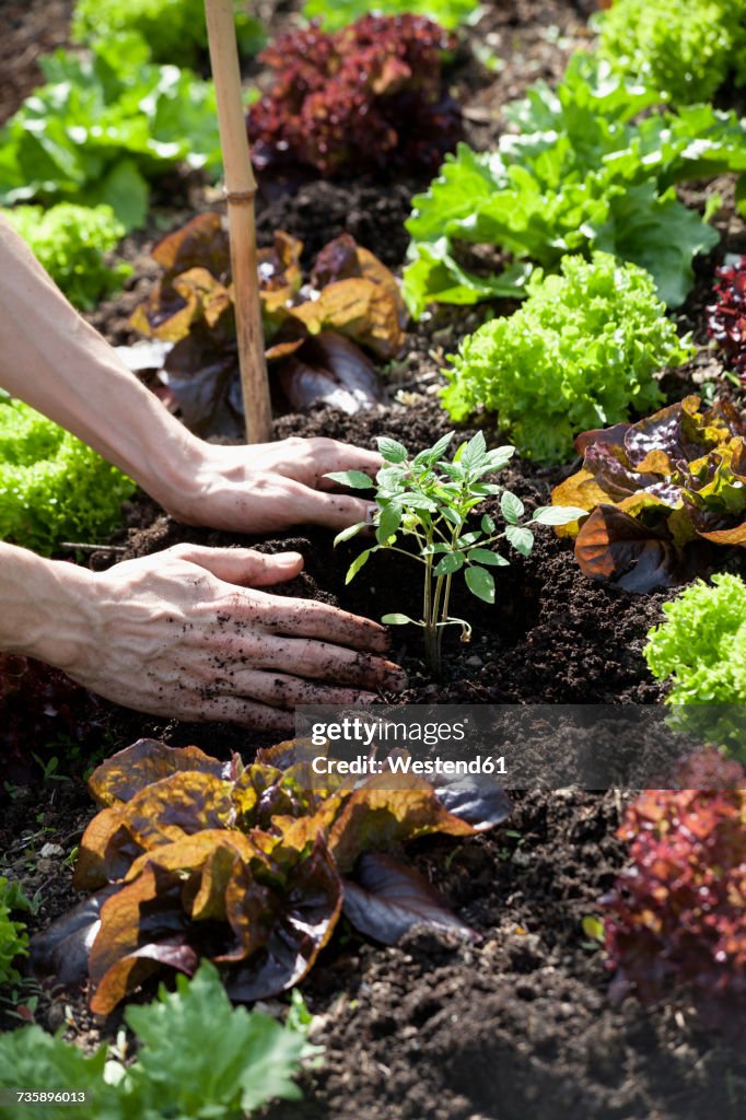 Man's hand planting tomato plant in a bed