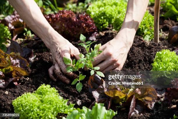 man's hand planting tomato plant in a bed - permakultur stock-fotos und bilder
