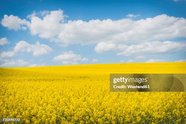 blossoming rape field - colza foto e immagini stock