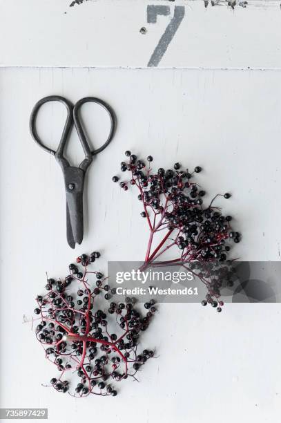 black elder and scissors on white background - elderberry stock-fotos und bilder