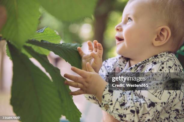 Baby Tree Image Baby Tree Photos and Premium High Res Pictures - Getty Images