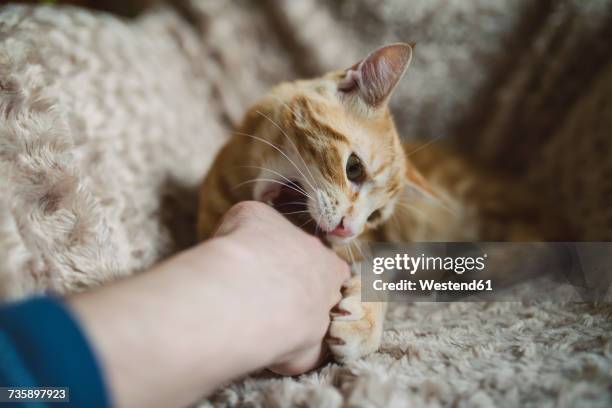 tabby cat biting hand of its owner - cat hand stock-fotos und bilder
