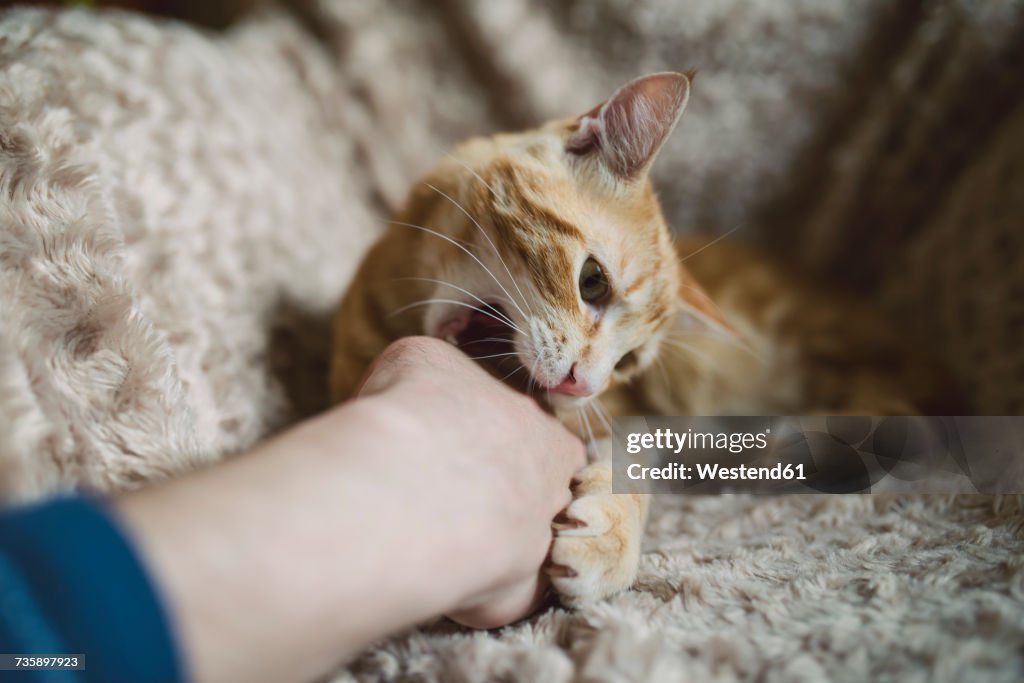 Tabby cat biting hand of its owner