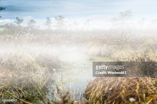 germany, fladungen, black moor, swamp landscape in fog - moor stock pictures, royalty-free photos & images