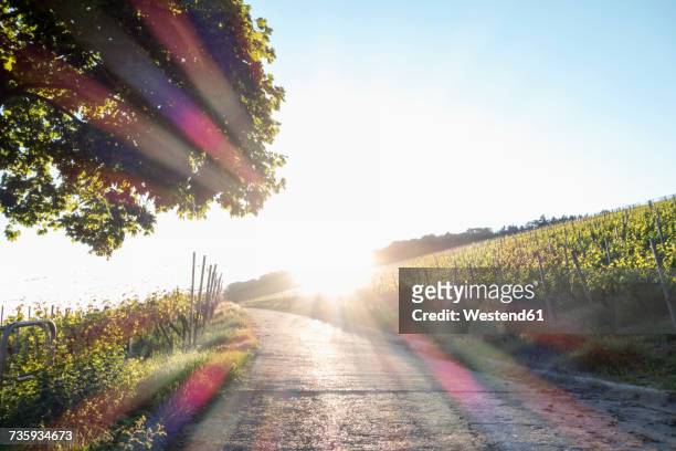 germany, wuerzburg, vineyards at wuerzburger stein by sunset - franconia stock pictures, royalty-free photos & images