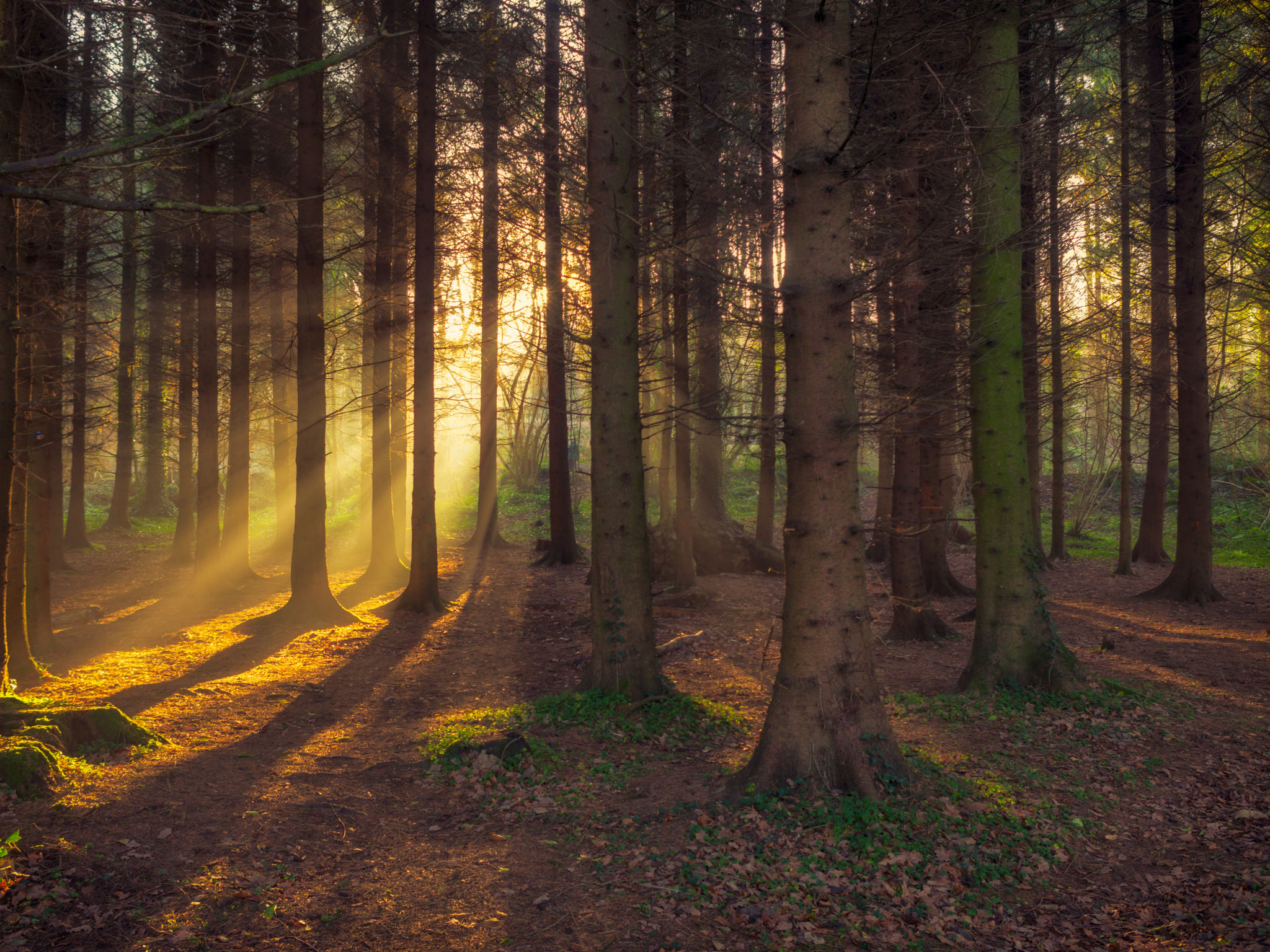 Trees In Forest Trees In Forest