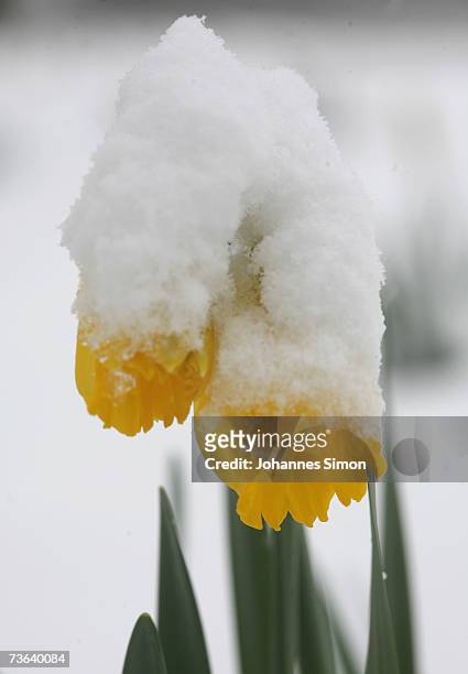 Snow covers blossoming daffodils on March 20 Buchloe, Germany. As temperatures drop, snow returned to southern Bavaria, Austria. Snow caused heavy...