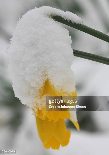 Snow covers blossoming daffodils on March 20 Buchloe, Germany. As temperatures drop, snow returned to southern Bavaria, Austria. Snow caused heavy...