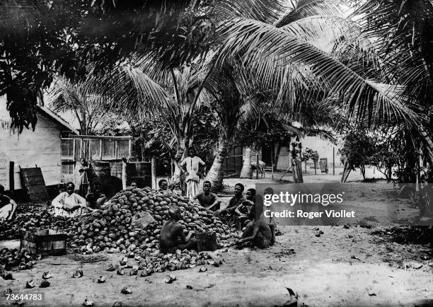 Workers sort the cocoa crop in the Congo, Africa.