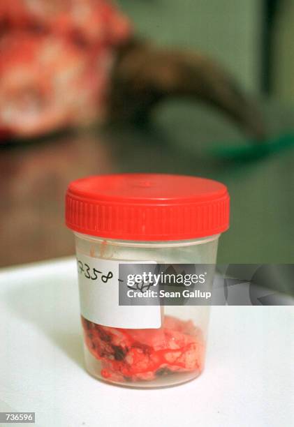 Sample of brain tissue lies in a jar next to the cow's skull from which it was taken at the Czech State Veterinary during prion-testing for BSE, or...