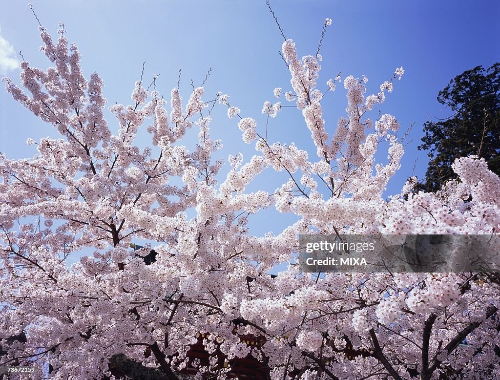 Cherry blossoms