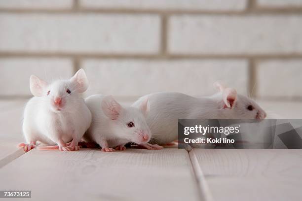 mice huddled together - 少数の動物 ストックフォトと画像